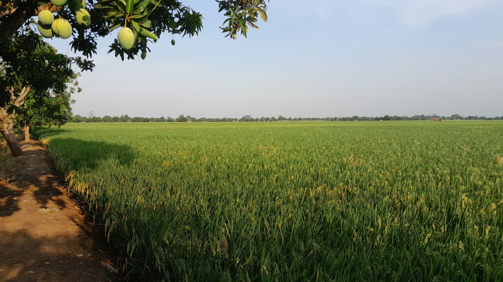 mangga